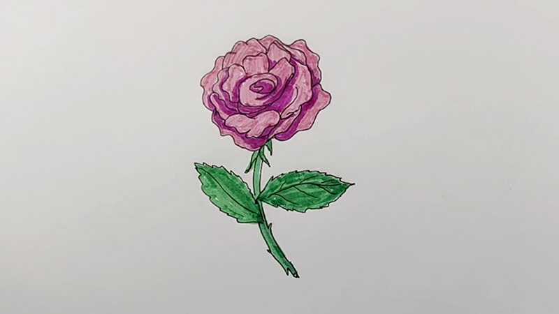 月季花简笔画