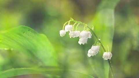 铃兰花的寓意是什么 铃兰花是什么季节开的
