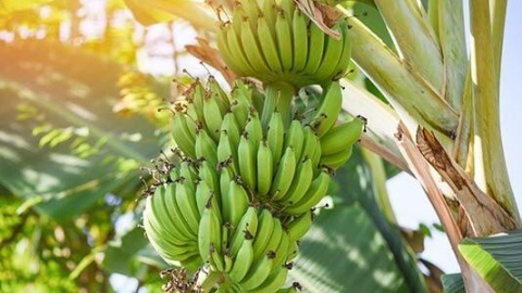 芭蕉是香蕉的一类吗