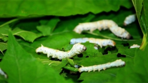 蚕的生命周期大约为多少天 蚕的生活习性