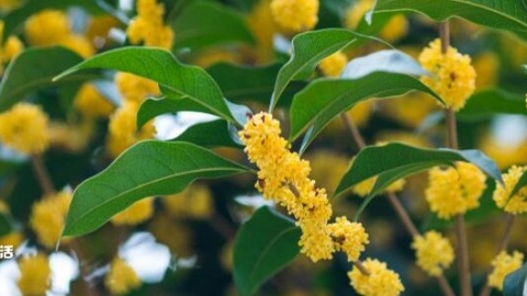 节气白露有什么植物 白露有什么植物