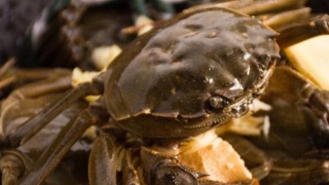 螃蟹死了多久不能吃 螃蟹死了多长时间不能吃