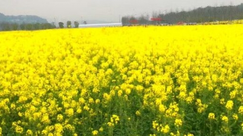 青海油菜花海是哪個縣 青海油菜花海是屬于哪個縣