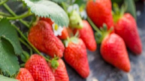 野草莓有哪几种