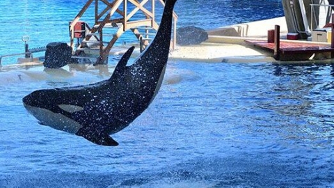虎鲸是属于哪种动物 虎鲸是哪种动物