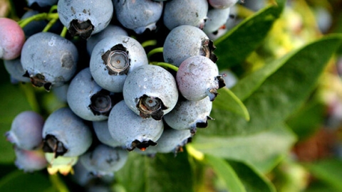 蓝莓酸的是还没熟吗 蓝莓酸的是不是还没熟