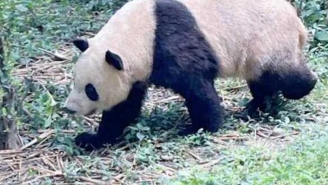 古代有大熊猫吗 古时候熊猫很多吗