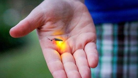 萤火虫是食肉动物吗 萤火虫的生活习性