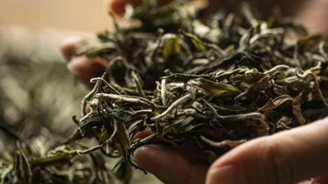 白茶为什么叫白茶 白茶的特点