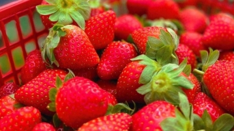草莓几月份成熟