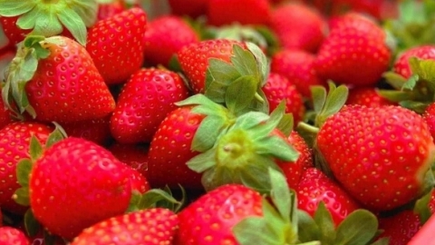丹东草莓每年几月份有