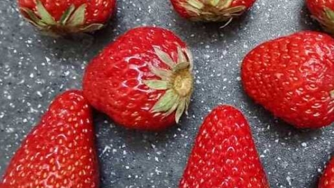 草莓是几月份成熟的