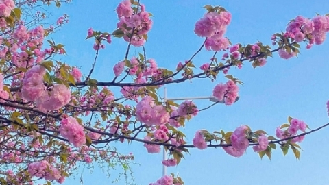樱花花期长吗 一年开几次