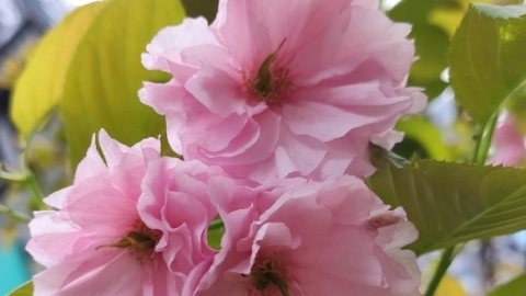 樱花几月份开放 有哪些品种