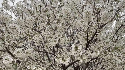樱花和樱桃花有什么区别 分别有什么特点