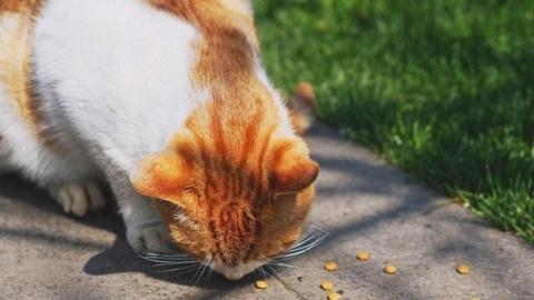10公斤的猫粮怎么储存 猫粮开封后能保存多久