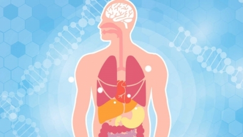 什么是人体吸收营养物质的器官