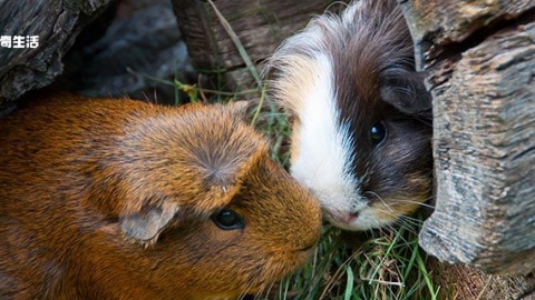 荷兰猪公母怎么分 荷兰猪的寿命有多长