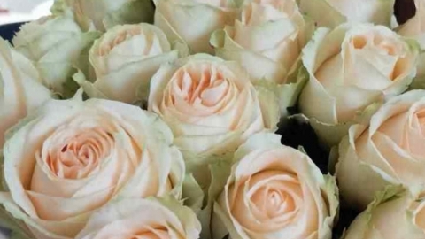 16朵粉色玫瑰花代表什么意思 粉色玫瑰花适合送什么人