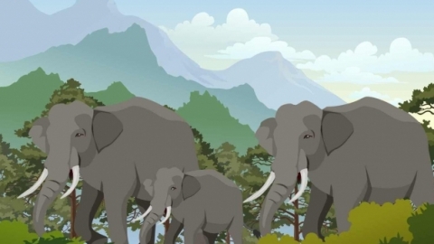 1头大象大约有多重 大象是什么科动物