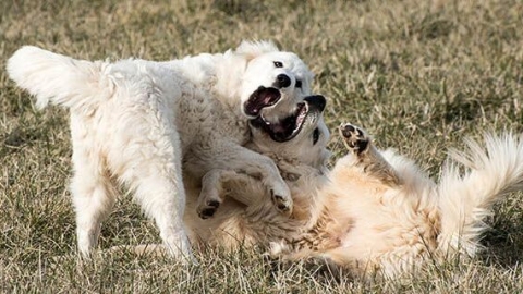 大白熊犬可以长多大 大白熊犬战斗力强吗