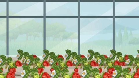 35度到41度草莓会被晒死吗 草莓的季节是几月份到几月