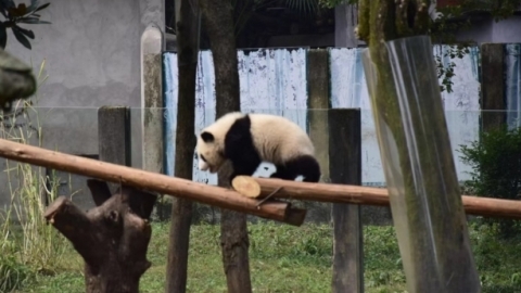 2020年最长寿圈养大熊猫叫什么名字 活了多久