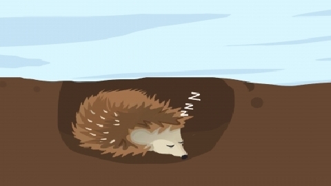 15种冬眠的动物有哪些 冬眠的动物有什么特点