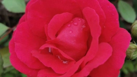 101朵玫瑰代表什么意思 不同颜色玫瑰的花语