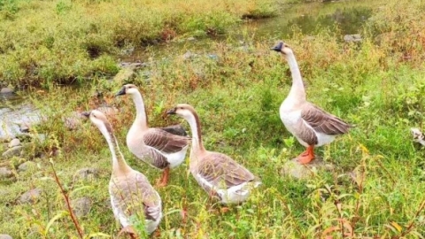 野鴨是國家保護(hù)動物嗎