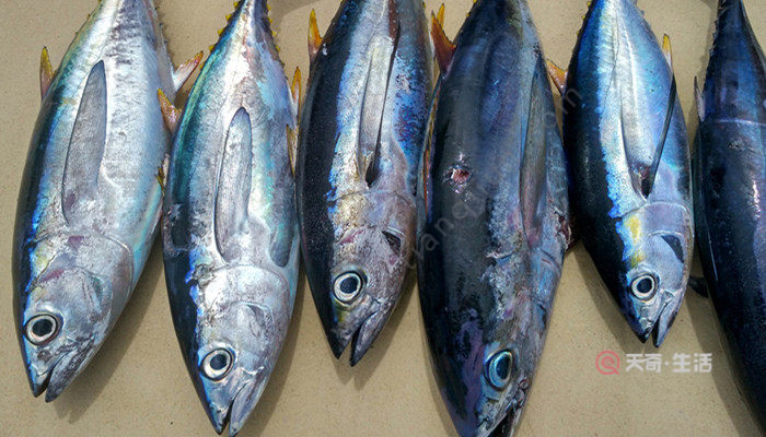 蓝鳍金枪鱼和黄鳍金枪鱼的区别 蓝鳍金枪鱼和黄鳍金枪鱼有什么区别