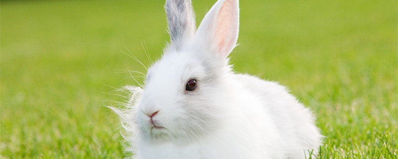 兔字是什么结构兔的部首是什么