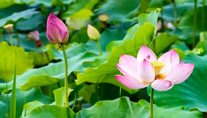 唯有綠荷紅菡萏卷舒開(kāi)合任天真形容荷花什么品質(zhì)