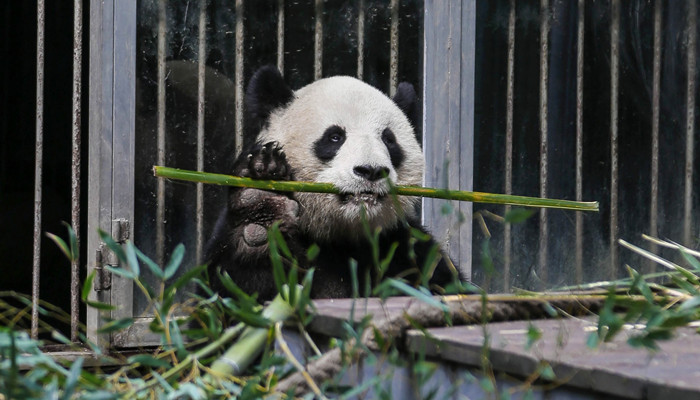 大熊猫吃的竹子是什么种类的
