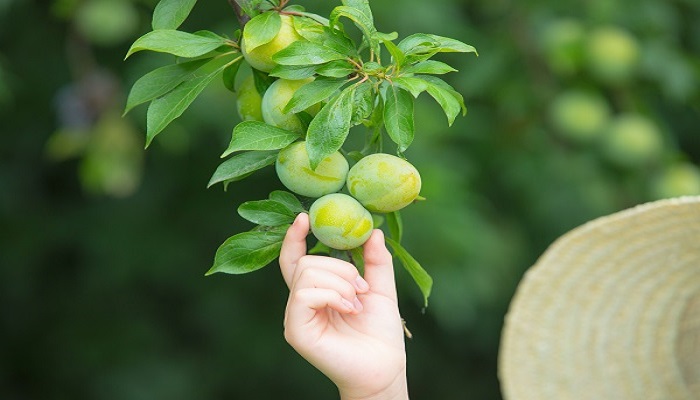 韶關特產(chǎn)有哪些土特產(chǎn)