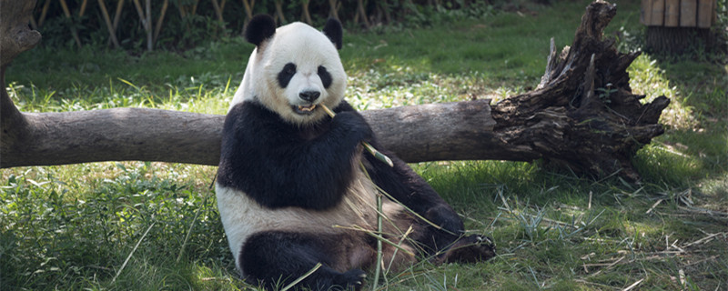 大熊猫的习性