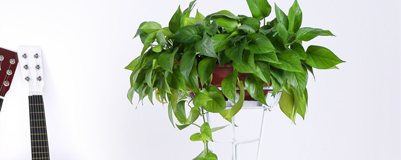 能净化空气的室内植物有哪些