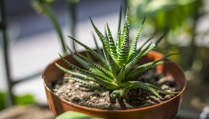 能凈化空氣的室內(nèi)植物有哪些