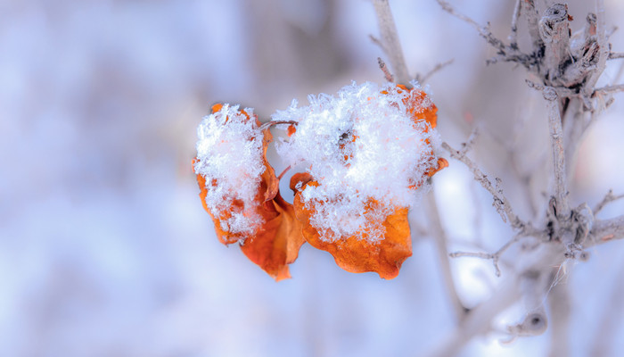 冬幕节是什么节日