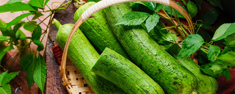 丝瓜是什么季节的菜