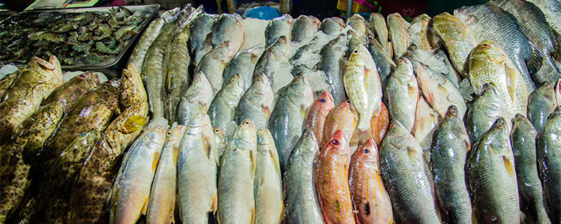 市场活鲈鱼是海鱼还是淡水鱼