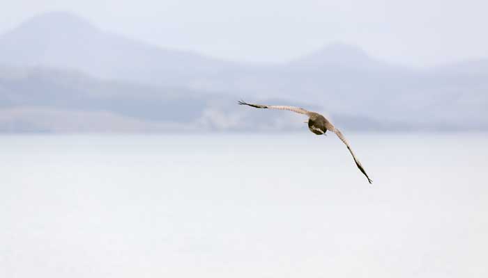 鄱阳湖主要观赏的鸟类有哪些
