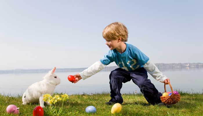 兔子属于家禽还是家畜