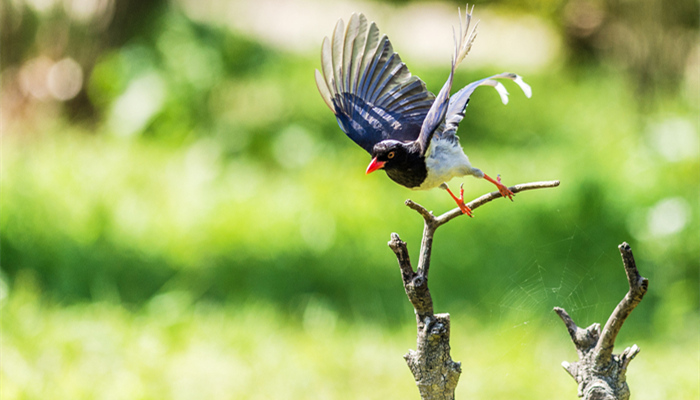 红嘴蓝鹊是几级保护动物