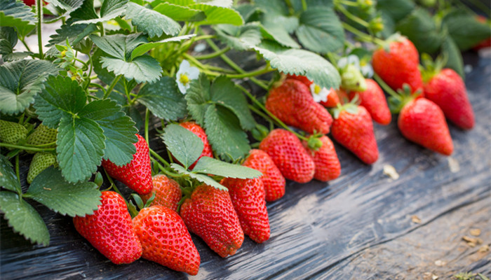 吃的草莓是什么部位