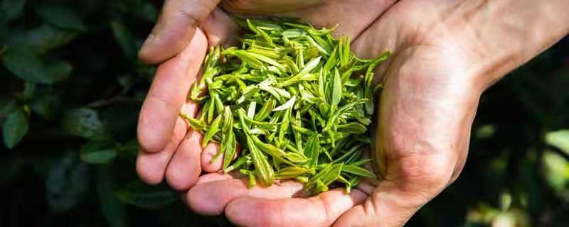 茶叶的保存方法长期保存方法