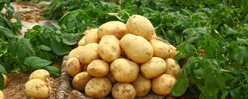土豆怎么保存不发绿不长牙