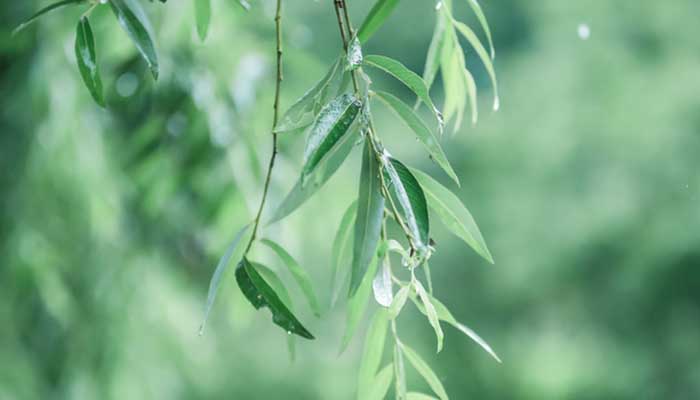 春夜喜雨表达了诗人怎样的感情