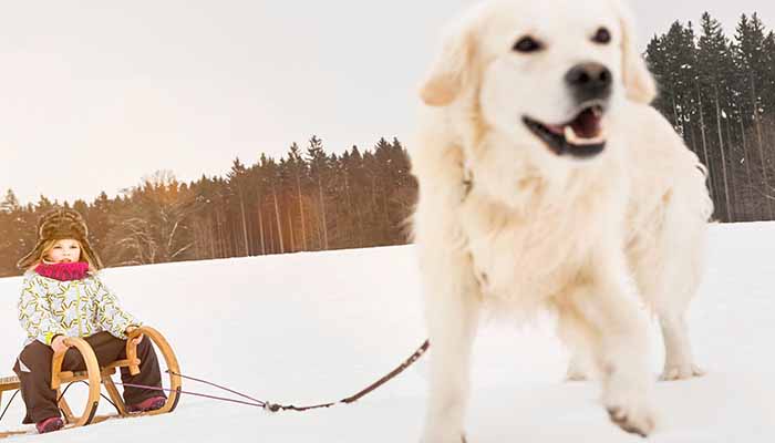 雪达犬为什么是禁犬