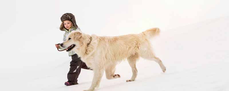 雪达犬为什么是禁犬